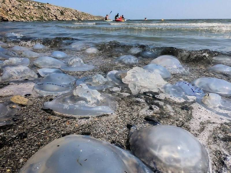 В Азовском море запускают научный эксперимент по отлову медуз